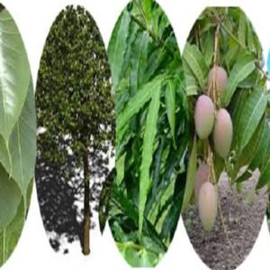 পঞ্চপল্লব (Panchapallav / Five Sacred Leaves)