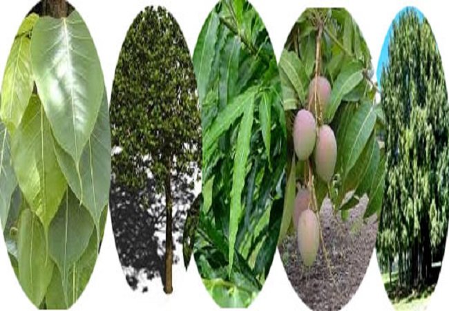 পঞ্চপল্লব (Panchapallav / Five Sacred Leaves)