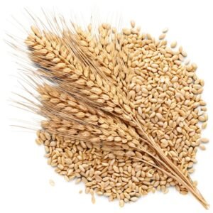 যব (Barley / Yava)