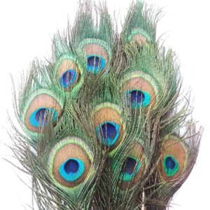 ময়ূর পালক (Mayur Palok / Peacock Feather)