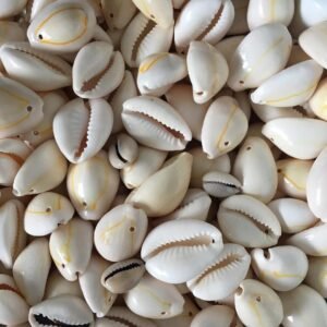 কড়ি (Cowrie Shell)