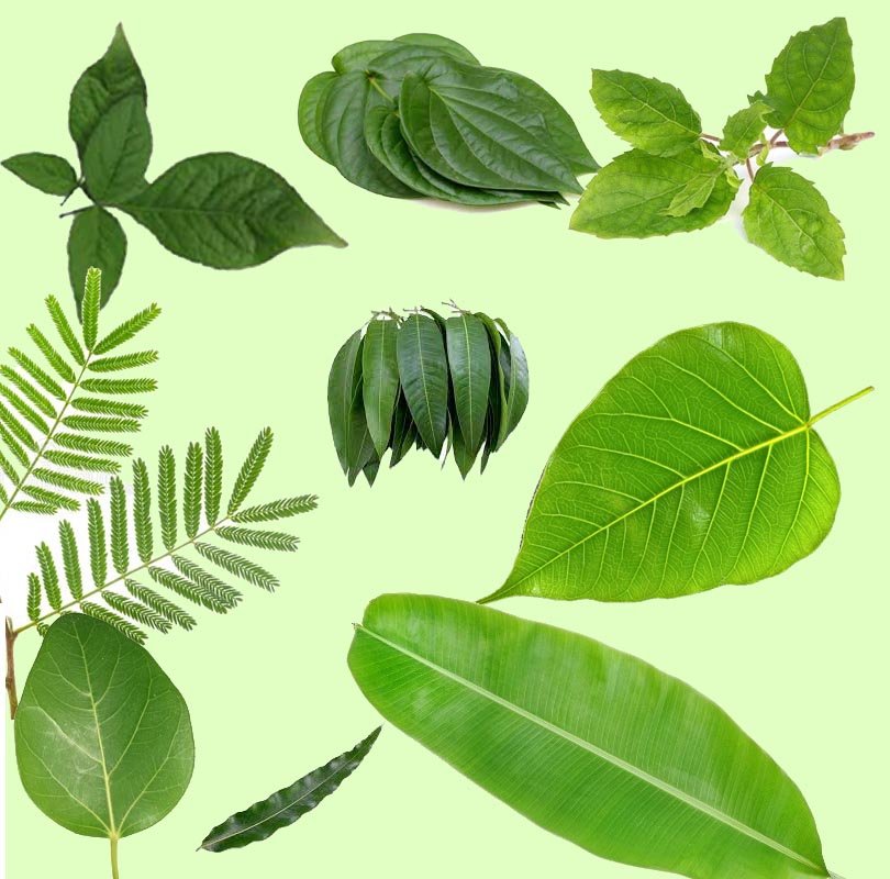 পঞ্চপত্র (Five Sacred Leaves)