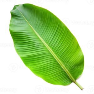 পাতা (Leaf)