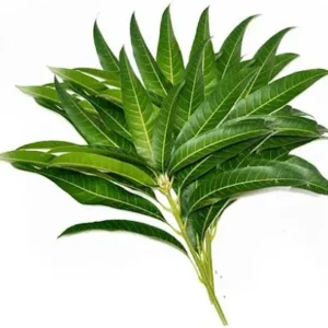 আমপল্লব (Aam Pallav / Mango Leaves) 4 pcs.