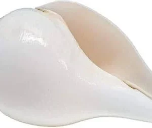 শাঁখ (Shankh / Conch Shell)