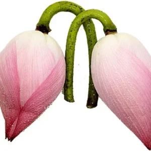 পদ্ম / Lotus (Padma / Lotus Flower) 2 pc.