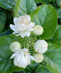 জুঁই ফুল (Jui Phool / Jasmine Flower)