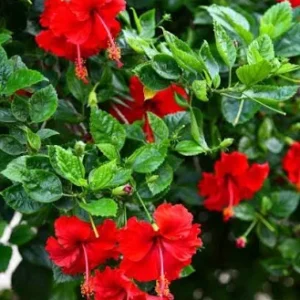 জবা ফুল (Jaba Phool / Hibiscus Flower)